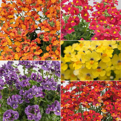 Nemesie, Farbe zufällig, Topf-Ø 12 cm, 6 Pflanzen Nemesie, Farbe zufällig, Topf-Ø 12 cm, 6 Pflanzen