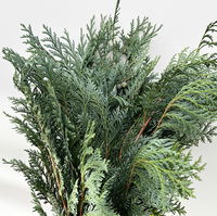 Scheinzypresse 'Glauca' im Handbund, blaugrün, 3 Bund Scheinzypresse 'Glauca' im Handbund, blaugrün, 3 Bund