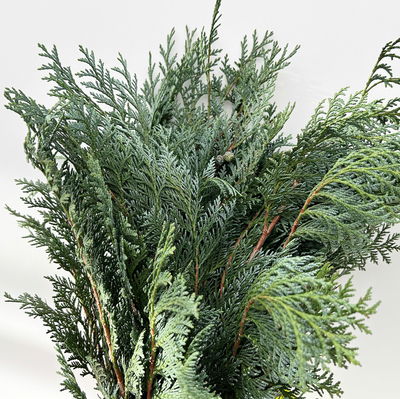 Scheinzypresse 'Glauca' im Handbund, blaugrün, 3 Bund Scheinzypresse 'Glauca' im Handbund, blaugrün, 3 Bund