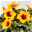 Hibiskus HibisQs® 'Petit Sunrise' hellorange-dunkelrot , Topf-Ø 13 cm, 2er-Set