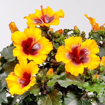 Hibiskus 'Petit Sunrise®' hellorange-dunkelrot , Topf-Ø 13 cm, 2 Pflanzen