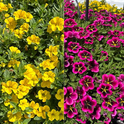 Zauberglöckchen 'Duo', pink & gelb, Topf-Ø 14 cm, 4 Pflanzen