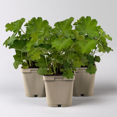 Frauenmantel, grün-gelb, Topf 11x11 cm, 3 Pflanzen Frauenmantel, grün-gelb, Topf 11x11 cm, 3 Pflanzen