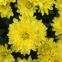 Chrysantheme gelb im Henkelkorb, Topf-Ø 19 cm
