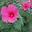 Hibiskus