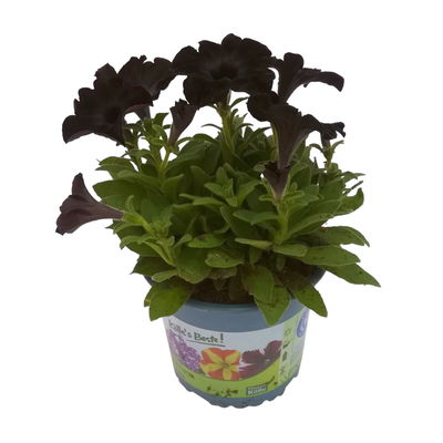 Petunie 'Viva® Black Ray' schwarz, hängend, Topf-Ø 13 cm, 6 Pflanzen