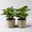 Peperomia obtusifolia 'Variegata', Topf-Ø 12 cm, 2 Pflanzen Peperomia obtusifolia 'Variegata', Topf-Ø 12 cm, 2 Pflanzen