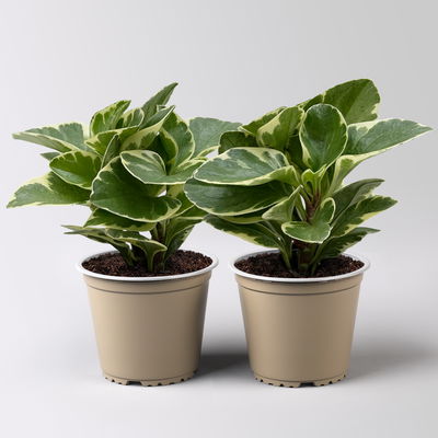 Peperomia obtusifolia 'Variegata', Topf-Ø 12 cm, 2 Pflanzen