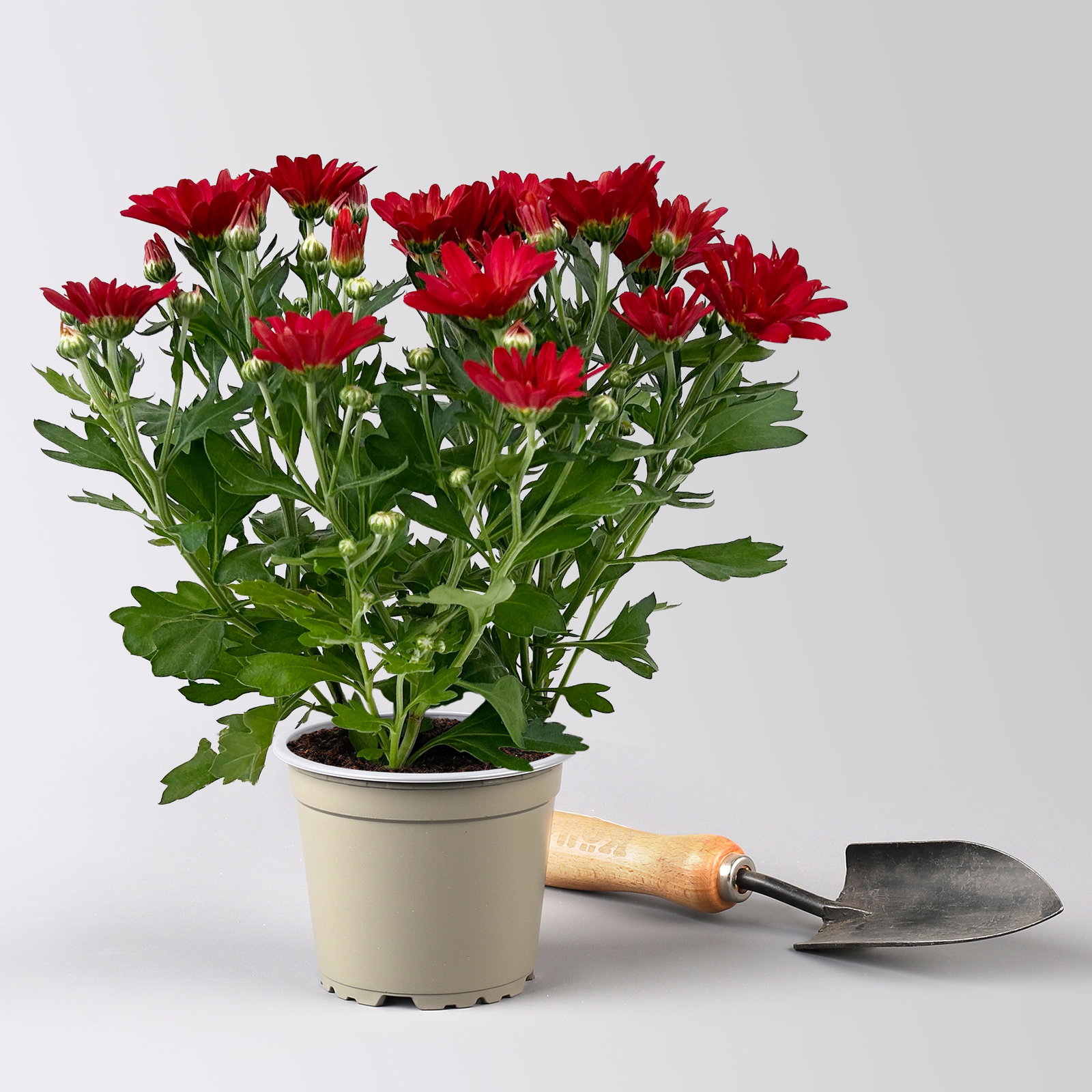 Chrysanthemen, rot, Topf-Ø 12 cm, 6 Pflanzen Chrysanthemen, rot, Topf-Ø 12 cm, 6 Pflanzen