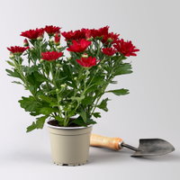 Chrysanthemen, rot, Topf-Ø 12 cm, 6 Pflanzen Chrysanthemen, rot, Topf-Ø 12 cm, 6 Pflanzen