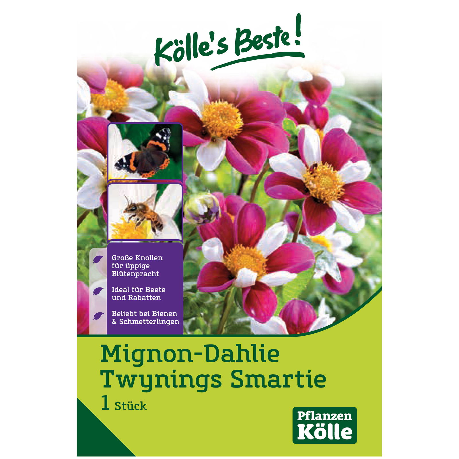 Mignon-Dahlie 'Twynings Smartie' violett/weiß, 1 Blumenknolle