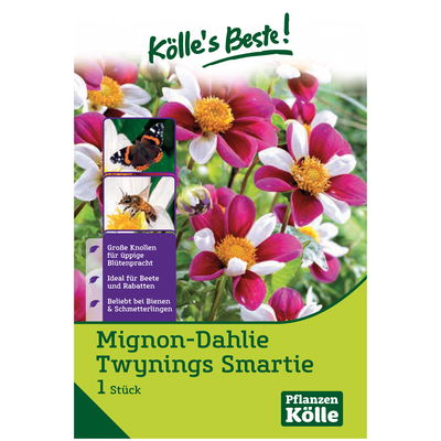 Mignon-Dahlie 'Twynings Smartie' violett/weiß, 1 Blumenknolle Mignon-Dahlie 'Twynings Smartie' violett/weiß, 1 Blumenknolle