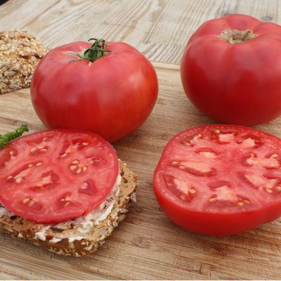 Blu Bio Salat-Tomatenpflanze 'Rose Crush F1', Topf-Ø 12 cm, 6er-Set