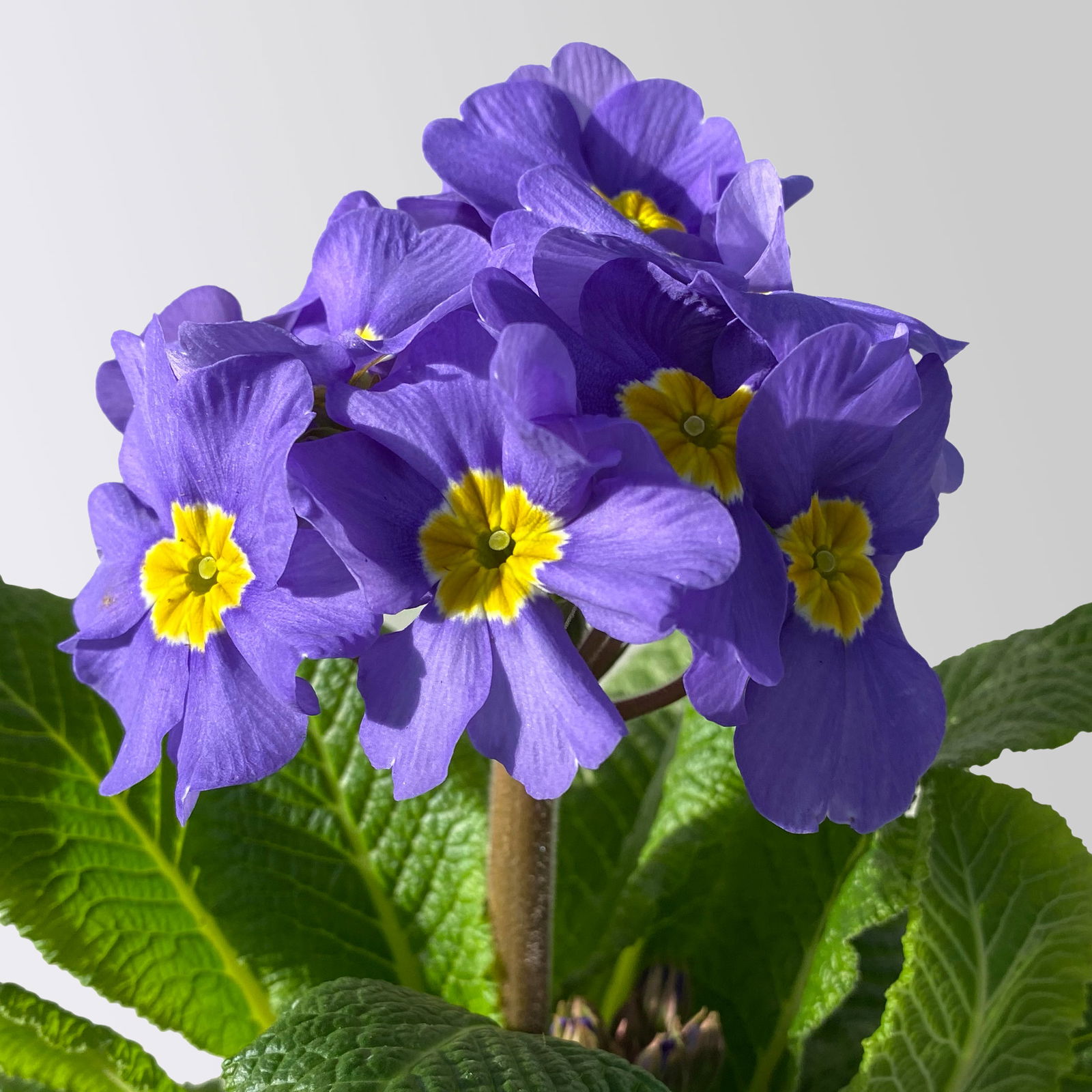 Hohe Schlüsselblume 'Inara® Blue', blau-violett, Topf-Ø 13 cm, 6 Pflanzen Hohe Schlüsselblume 'Inara® Blue', blau-violett, Topf-Ø 13 cm, 6 Pflanzen