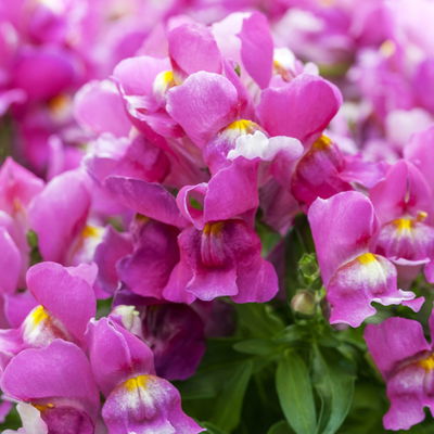 Löwenmäulchen, Farben zufällig, Topf-Ø 12 cm, 6 Stück