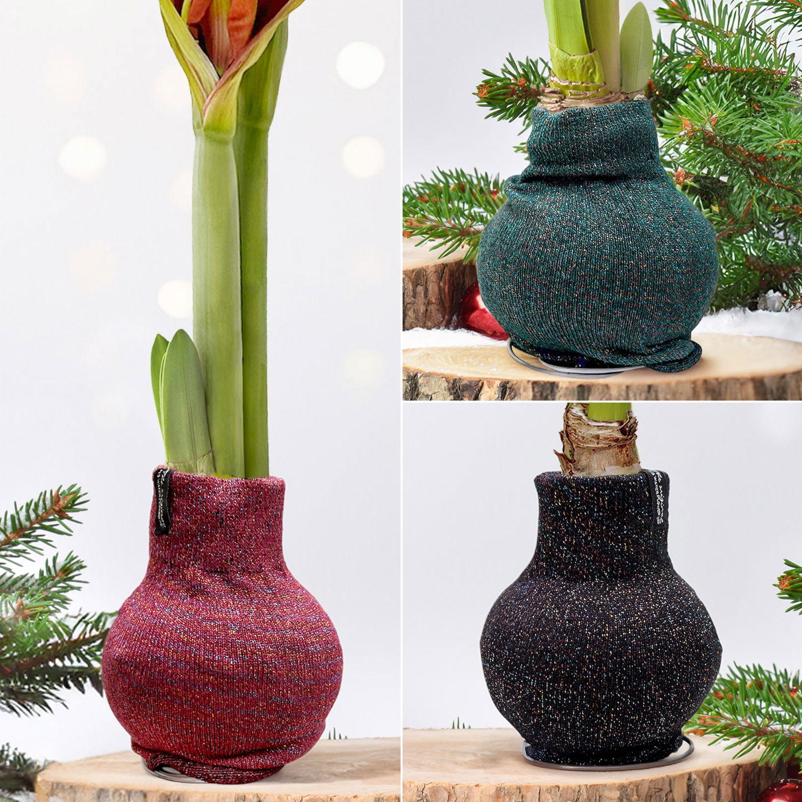 Amaryllis in Wachs, Dekor 'Pullover Fashionz Pattern' zufällig, Blüte rot Amaryllis in Wachs, Dekor 'Pullover Fashionz Pattern' zufällig, Blüte rot