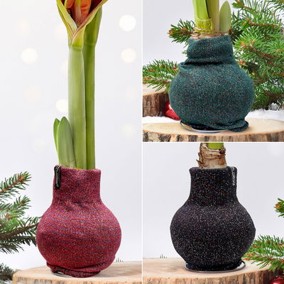 Amaryllis in Wachs, Dekor 'Pullover Fashionz Pattern' zufällig, Blüte rot Amaryllis in Wachs, Dekor 'Pullover Fashionz Pattern' zufällig, Blüte rot