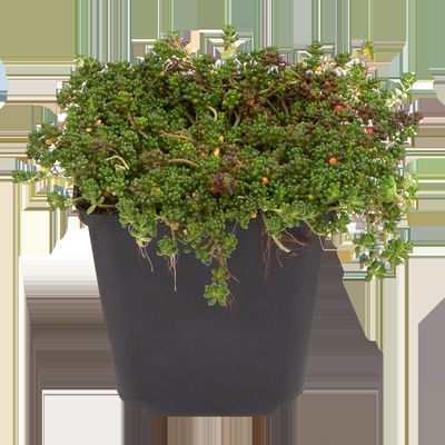 Sedum album 'Coral Carpet', weiß, Topf 9x9 cm, 3 Pflanzen