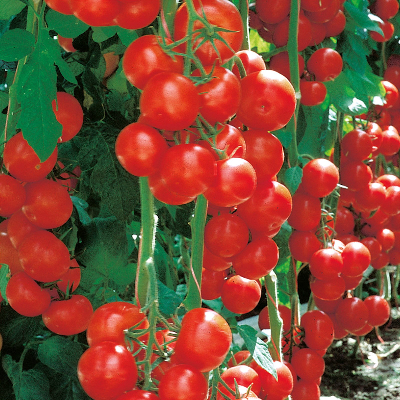 Rispen-Tomatenpflanze 'Campos', veredelt, Topf-Ø 12 cm, 3er-Set