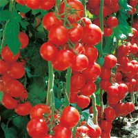 Rispen-Tomatenpflanze 'Campos', veredelt, Topf-Ø 12 cm, 3er-Set