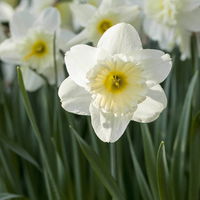 Narzisse 'Pure White' reinweiß, vorgetrieben, Topf-Ø 12 cm, 6 Pflanzen