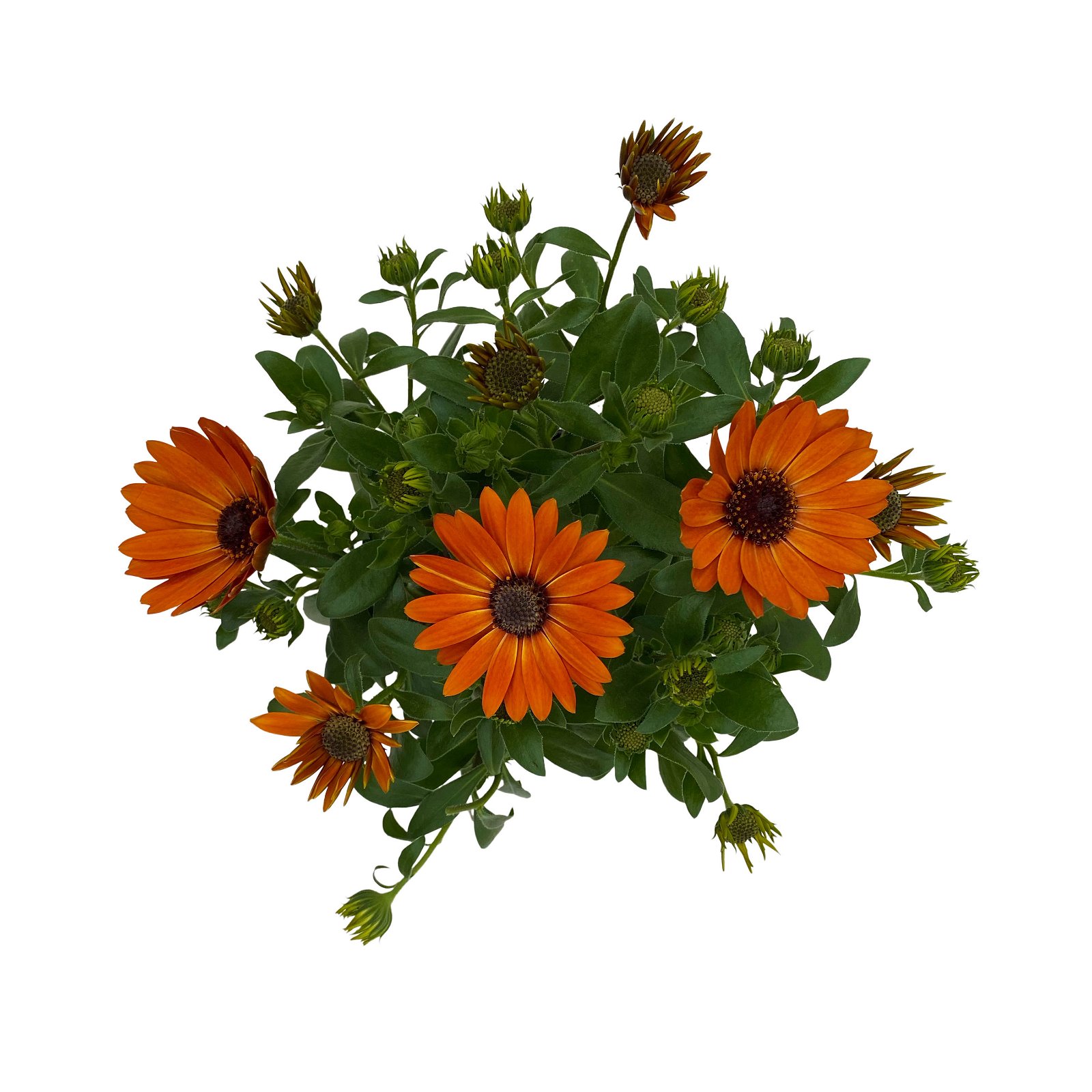 Kapkörbchen orange, Topf-Ø 12 cm, 6er-Set