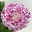 Chrysantheme 'Cosmo', lila, großblumig, Topf-Ø 12 cm, 3 Pflanzen