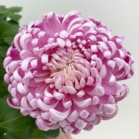 Chrysantheme 'Cosmo', lila, großblumig, Topf-Ø 12 cm, 3 Pflanzen