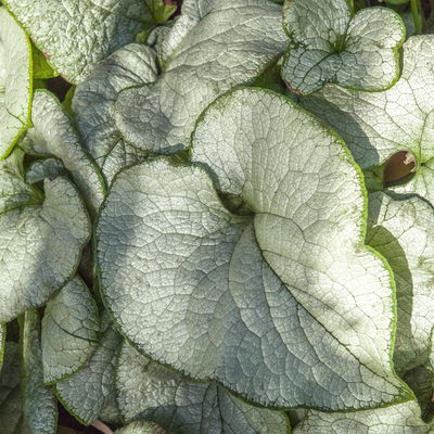 Bio Kaukasus-Vergissmeinnicht 'Alexandria', blau, Topf-Ø 12 cm, 3 Pflanzen Bio Kaukasus-Vergissmeinnicht 'Alexandria', blau, Topf-Ø 12 cm, 3 Pflanzen