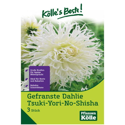 Kölles Beste Dahlie 'Tsuki-Yori-No-Shisha', weiß, 3 Blumenknollen Kölles Beste Dahlie 'Tsuki-Yori-No-Shisha', weiß, 3 Blumenknollen