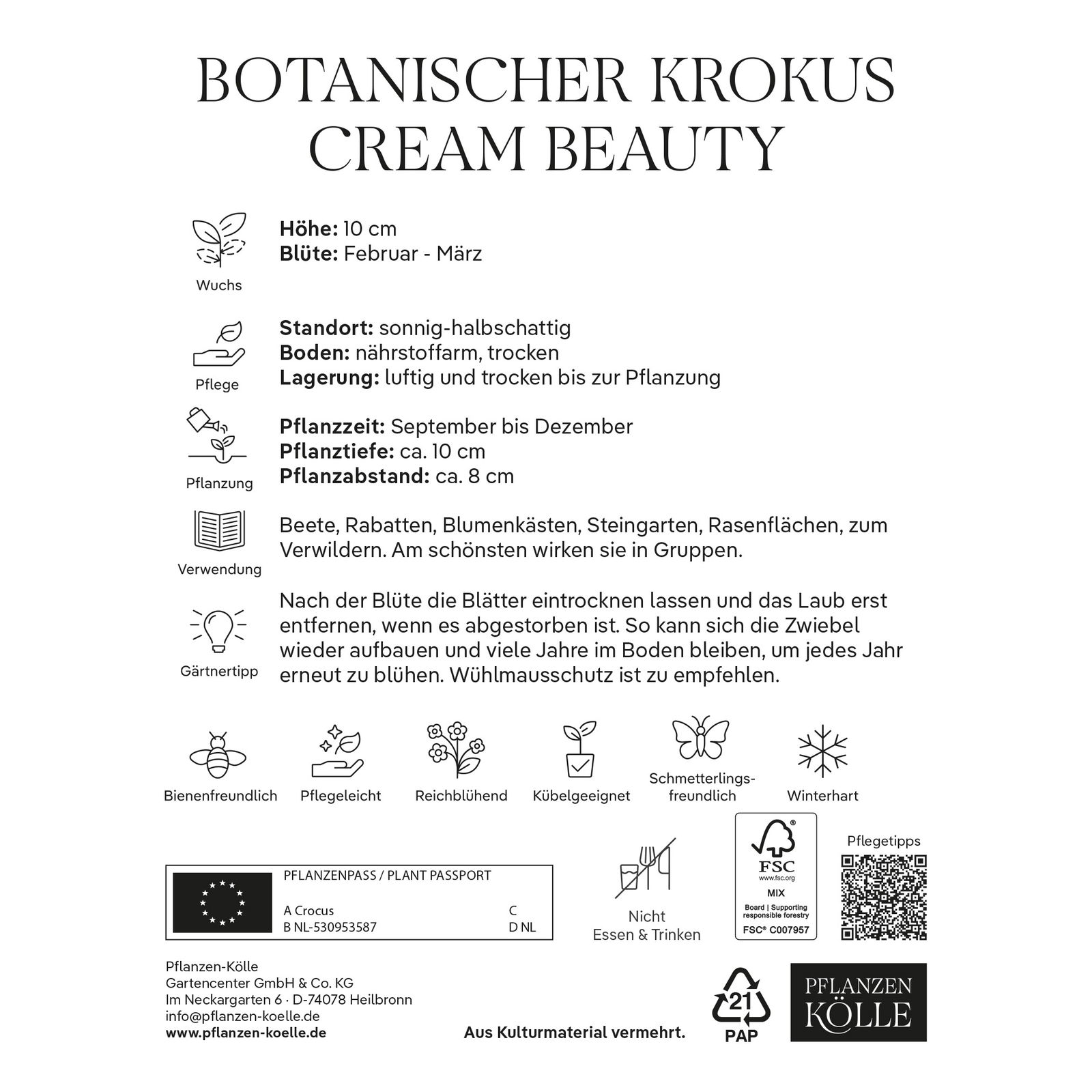 botanische Krokusse 'Cream Beauty', zartgelb, 20 Blumenzwiebeln