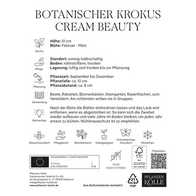 botanische Krokusse 'Cream Beauty', zartgelb, 20 Blumenzwiebeln