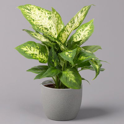 Dieffenbachie 'Compacta', Topf-Ø12cm, Höhe ca. 25 cm, 3er-Set