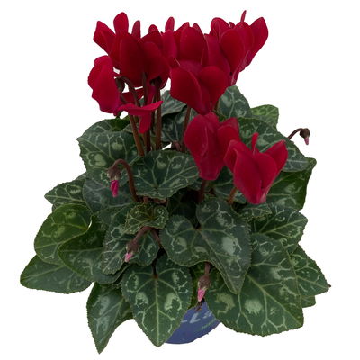 Alpenveilchen 'Outland', dunkelrot, Topf-Ø 10,5 cm, 6 Pflanzen