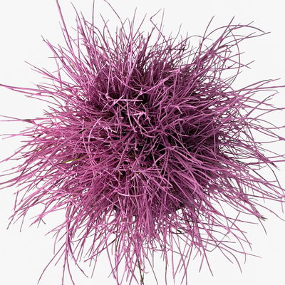 Blauschwingel rosa gefärbt, Topf-Ø 11 cm Ø, 6er-Set Blauschwingel rosa gefärbt, Topf-Ø 11 cm Ø, 6er-Set