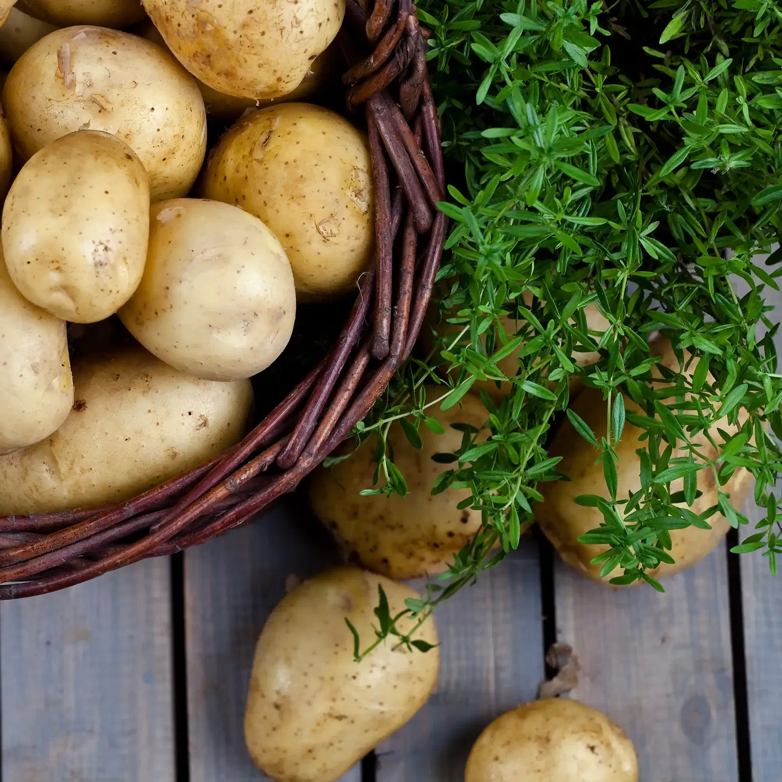 Kräuter und Gemüsepflanzen Kräuter und Gemüsepflanzen