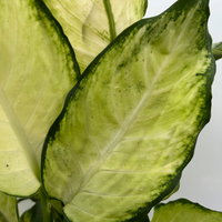 Dieffenbachie 'Camilla', Topf-Ø 17cm, Höhe ca. 50-60 cm, 2 Pflanzen