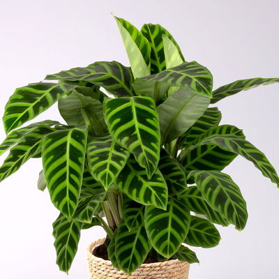 Korbmarante, Goeppertia zebrina mit Dekokorb Osaka, Topf-Ø 19 cm, Höhe ca. 65 cm Korbmarante, Goeppertia zebrina mit Dekokorb Osaka, Topf-Ø 19 cm, Höhe ca. 65 cm