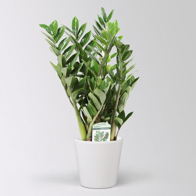 Glücksfeder in Keramiktopf Dallas, Topf-Ø 17 cm, Höhe ca. 30-50 cm Glücksfeder in Keramiktopf Dallas, Topf-Ø 17 cm, Höhe ca. 30-50 cm