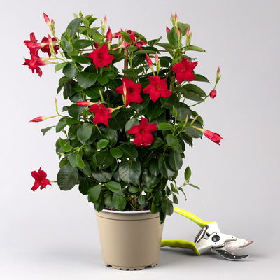 Dipladenie, rot, Spalier, Topf-Ø 14 cm, Höhe ca. 45 cm, 2 Pflanzen Dipladenie, rot, Spalier, Topf-Ø 14 cm, Höhe ca. 45 cm, 2 Pflanzen