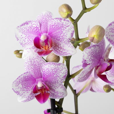 Schmetterlingsorchidee weiß-rosa, 3 Rispen, Topf-Ø 12 cm, Höhe ca. 50 cm Schmetterlingsorchidee weiß-rosa, 3 Rispen, Topf-Ø 12 cm, Höhe ca. 50 cm