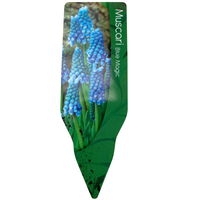 Traubenhyazinthe 'Blue Magic' blau, vorgetrieben, Mini Topf-Ø 6 cm, 10er-Set