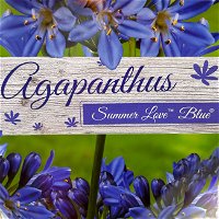 Agapanthus 'Summer Love™' weiß & blau, Topf-Ø 19 cm