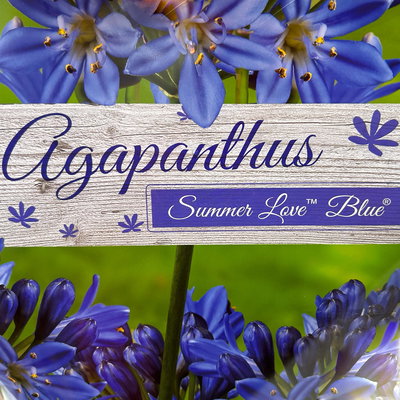 Agapanthus 'Summer Love™' weiß & blau, Topf-Ø 19 cm Agapanthus 'Summer Love™' weiß & blau, Topf-Ø 19 cm