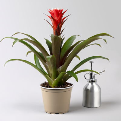 Guzmania 'Hope', rot-weiß, Topf-Ø 13 cm, Höhe ca. 45 cm, 2 Pflanzen Guzmania 'Hope', rot-weiß, Topf-Ø 13 cm, Höhe ca. 45 cm, 2 Pflanzen