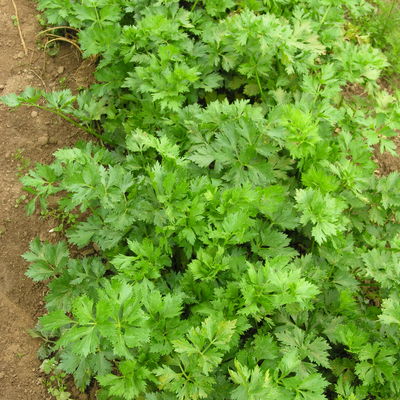 Demeter-Saatgut, Schnittsellerie