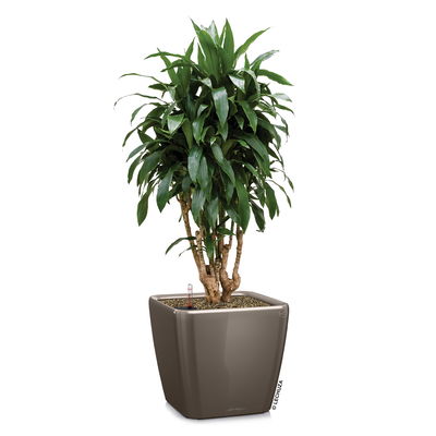 Lechuza 'Quadro LS 43', taupe, ca. 43 x 43 x H 40 cm