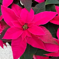 Bio Herbsttern, Euphorbia 'Princettia®', dunkelrosa, Topf-Ø 17 cm