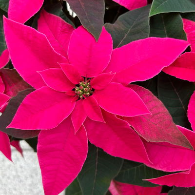 Bio Herbsttern, Euphorbia 'Princettia®', dunkelrosa, Topf-Ø 17 cm