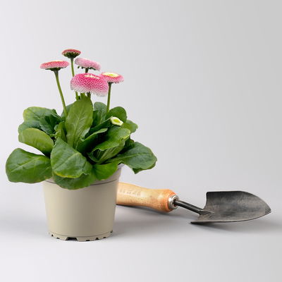 Pflanzen-Set Lila Frühlingsboten, 12 Pflanzen inkl. Erde